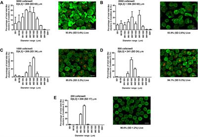 Engineering Vascularized Islet Macroencapsulation Devices: An in vitro Platform to Study Oxygen Transport in Perfused Immobilized Pancreatic Beta Cell Cultures